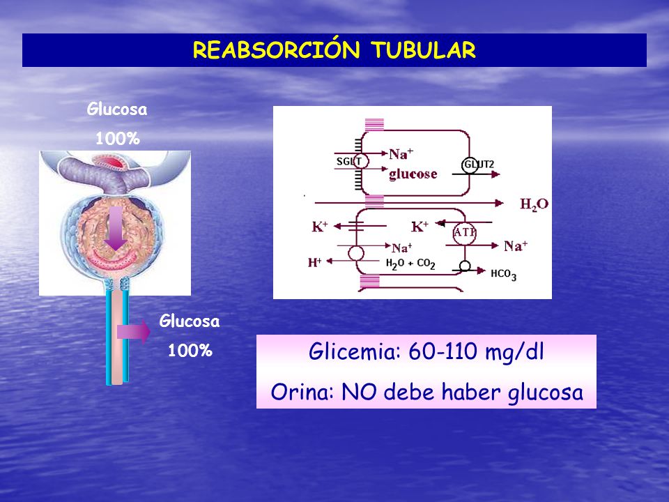 Orina: NO debe haber glucosa