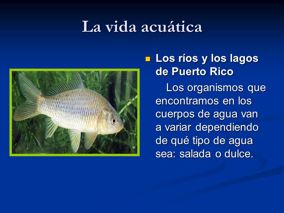 La vida acuática Los ríos y los lagos de Puerto Rico