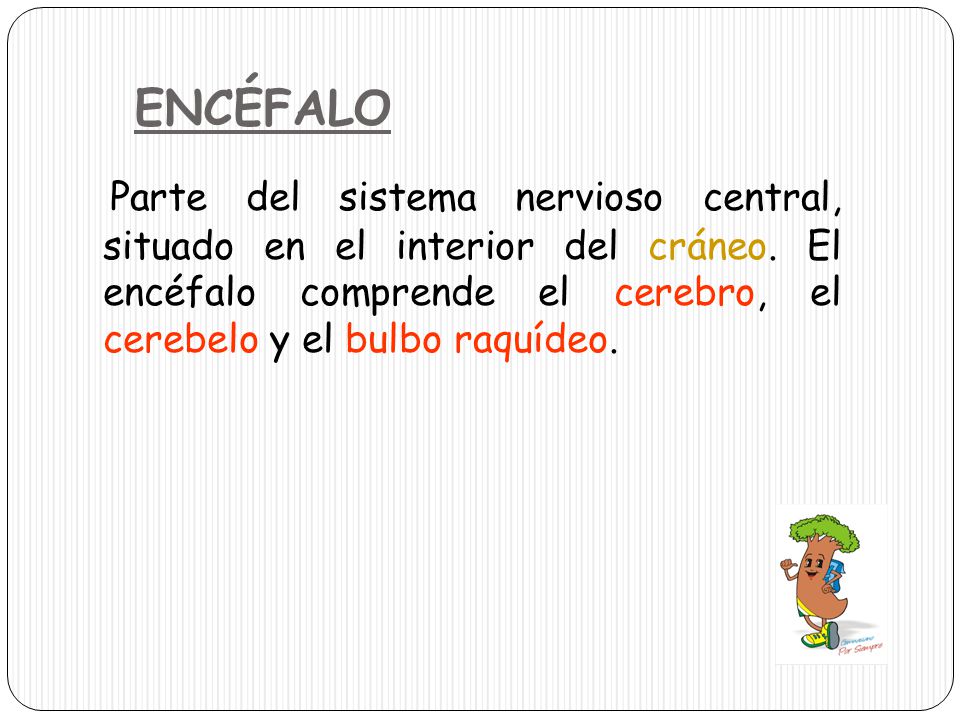 ENCÉFALO Parte del sistema nervioso central, situado en el interior del cráneo.