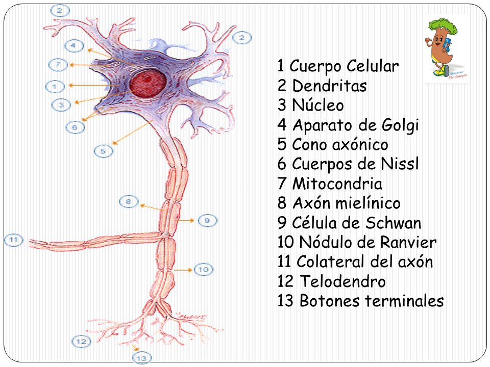 1 Cuerpo Celular 2 Dendritas. 3 Núcleo. 4 Aparato de Golgi. 5 Cono axónico. 6 Cuerpos de Nissl.