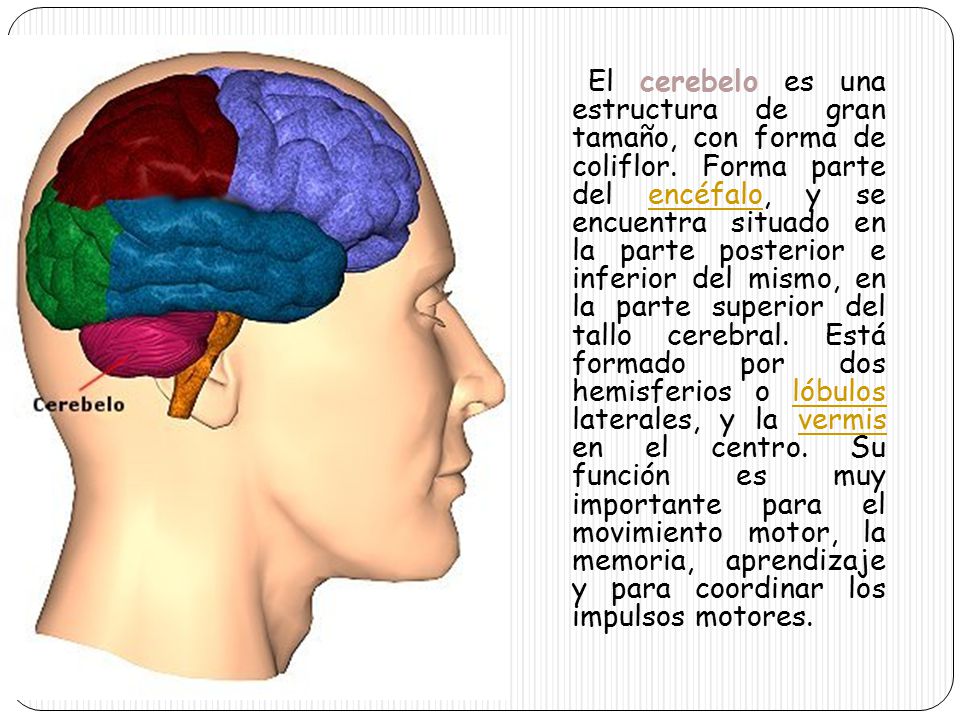 El cerebelo es una estructura de gran tamaño, con forma de coliflor