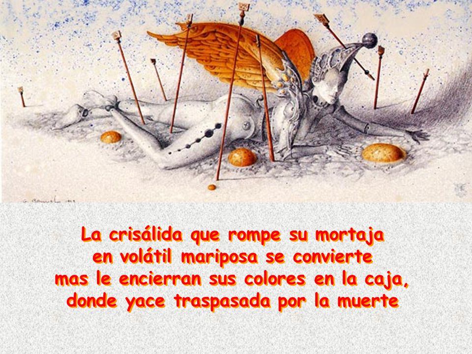 La crisálida que rompe su mortaja en volátil mariposa se convierte