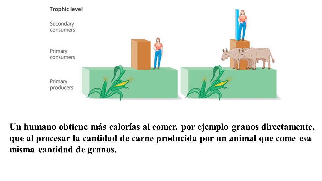 Un humano obtiene más calorías al comer, por ejemplo granos directamente, que al procesar la cantidad de carne producida por un animal que come esa misma cantidad de granos.