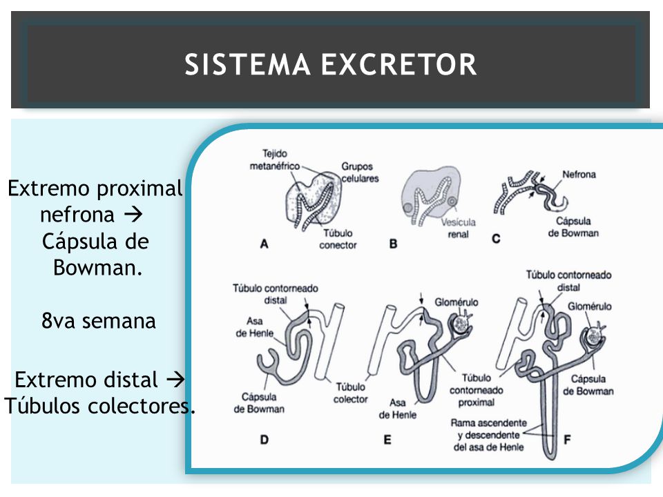 Sistema excretor Extremo proximal nefrona  Cápsula de Bowman.