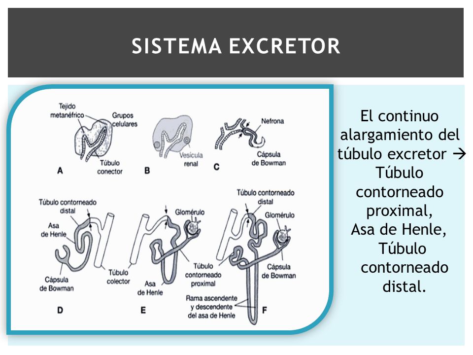 Sistema excretor El continuo alargamiento del túbulo excretor  Túbulo