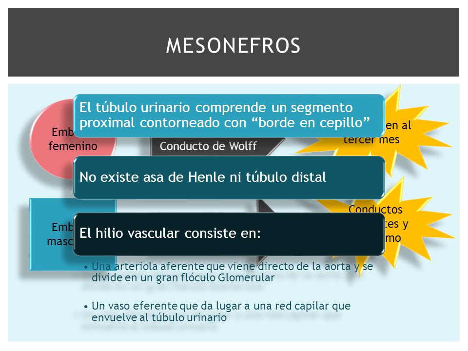 mesonefros El túbulo urinario comprende un segmento proximal contorneado con borde en cepillo No existe asa de Henle ni túbulo distal.