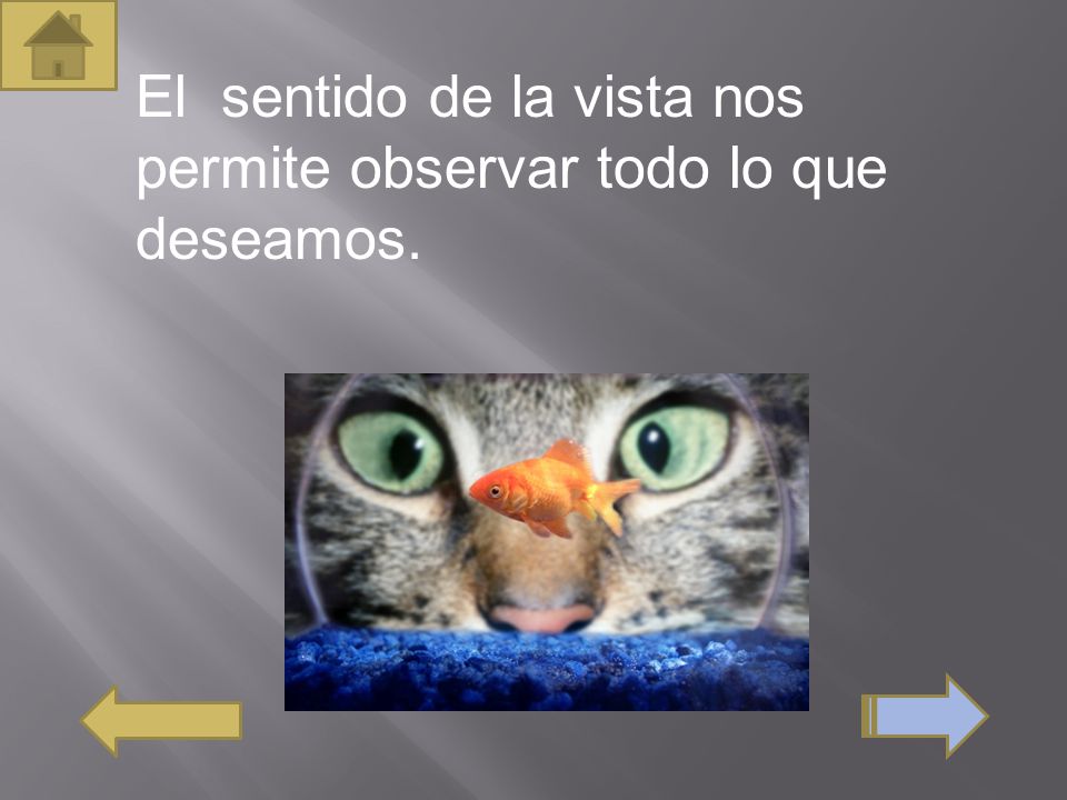 El sentido de la vista nos permite observar todo lo que deseamos.