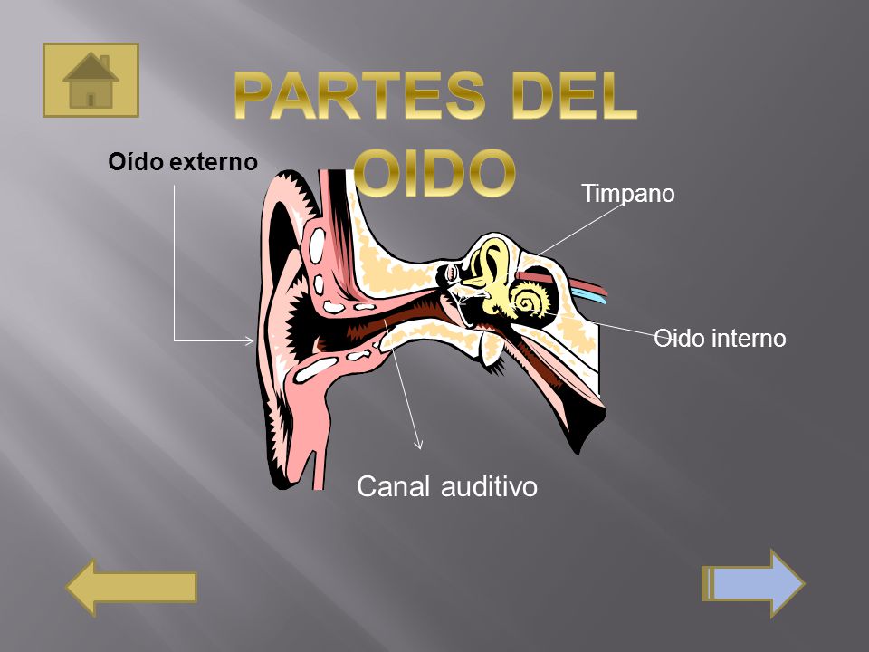 PARTES DEL OIDO Oído externo Timpano Oido interno Canal auditivo