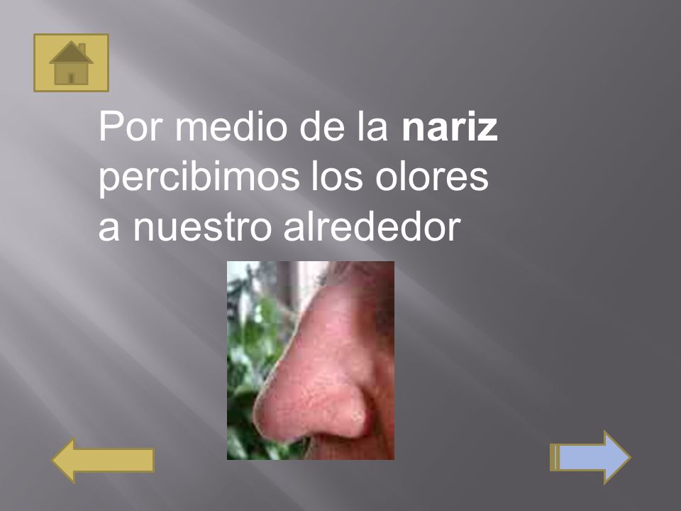 Por medio de la nariz percibimos los olores a nuestro alrededor