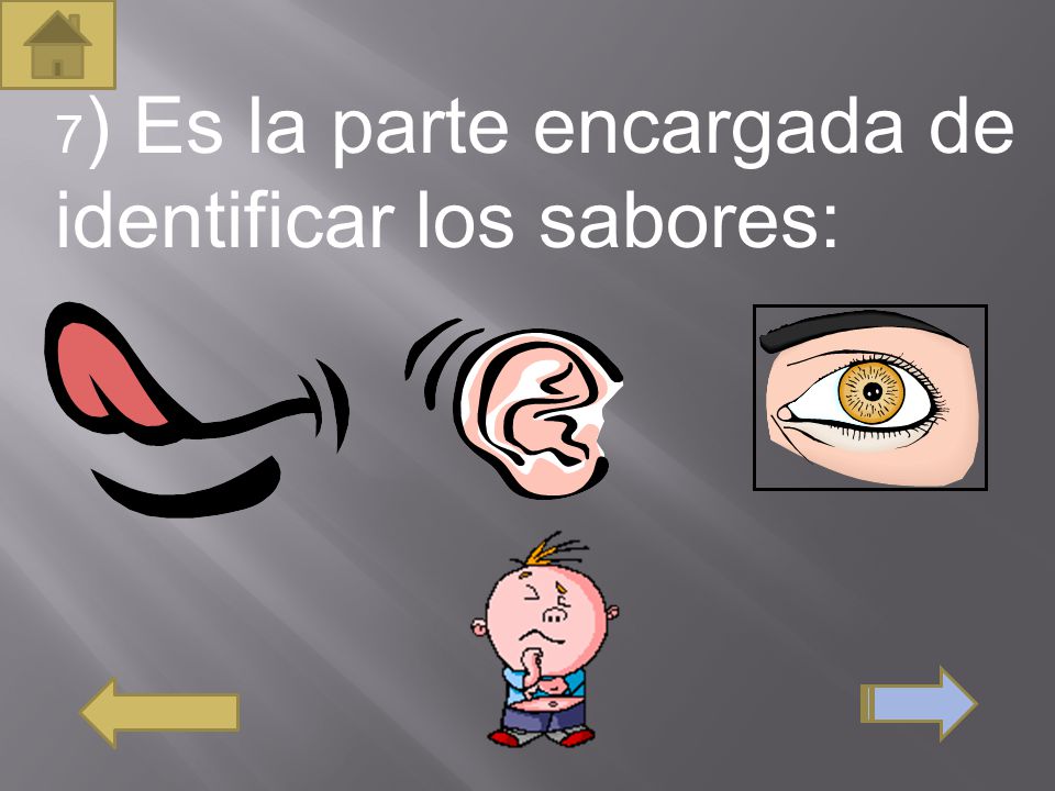 7) Es la parte encargada de identificar los sabores: