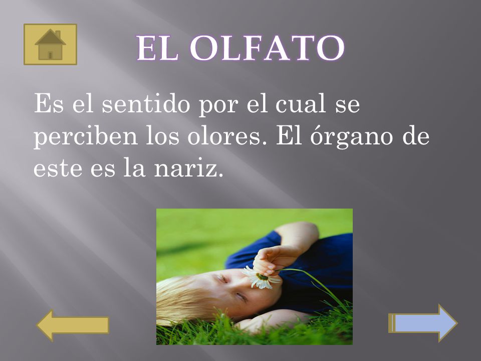 EL OLFATO Es el sentido por el cual se perciben los olores. El órgano de este es la nariz.