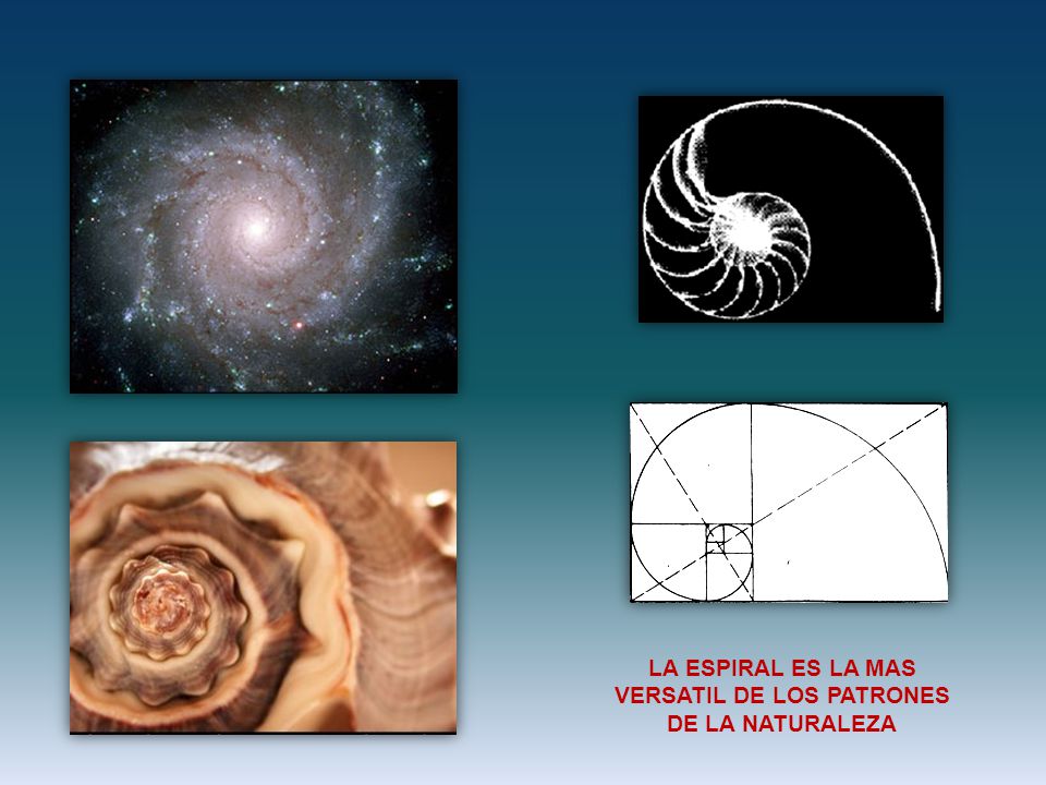 LA ESPIRAL ES LA MAS VERSATIL DE LOS PATRONES DE LA NATURALEZA
