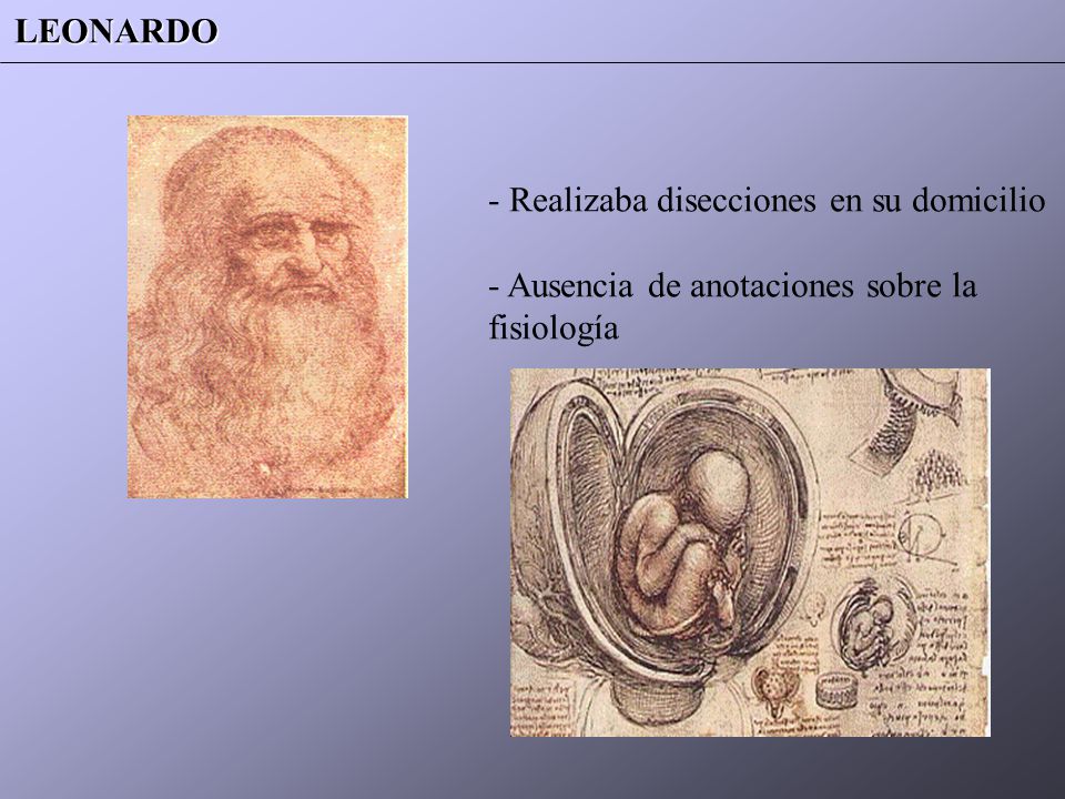 LEONARDO - Realizaba disecciones en su domicilio - Ausencia de anotaciones sobre la fisiología