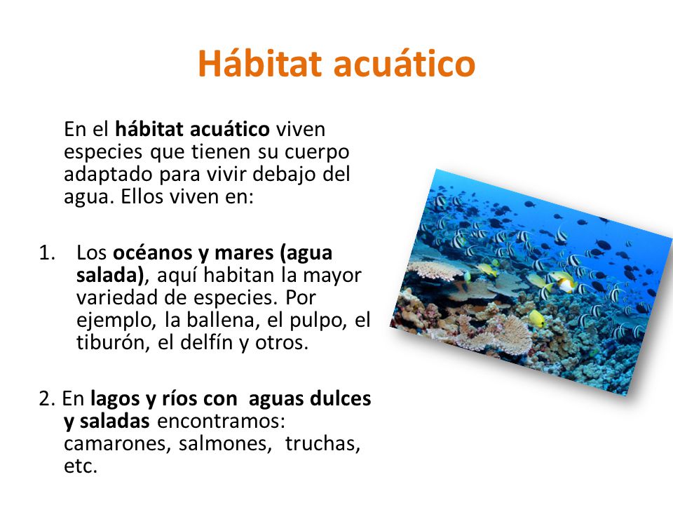 Hábitat acuático En el hábitat acuático viven especies que tienen su cuerpo adaptado para vivir debajo del agua. Ellos viven en: