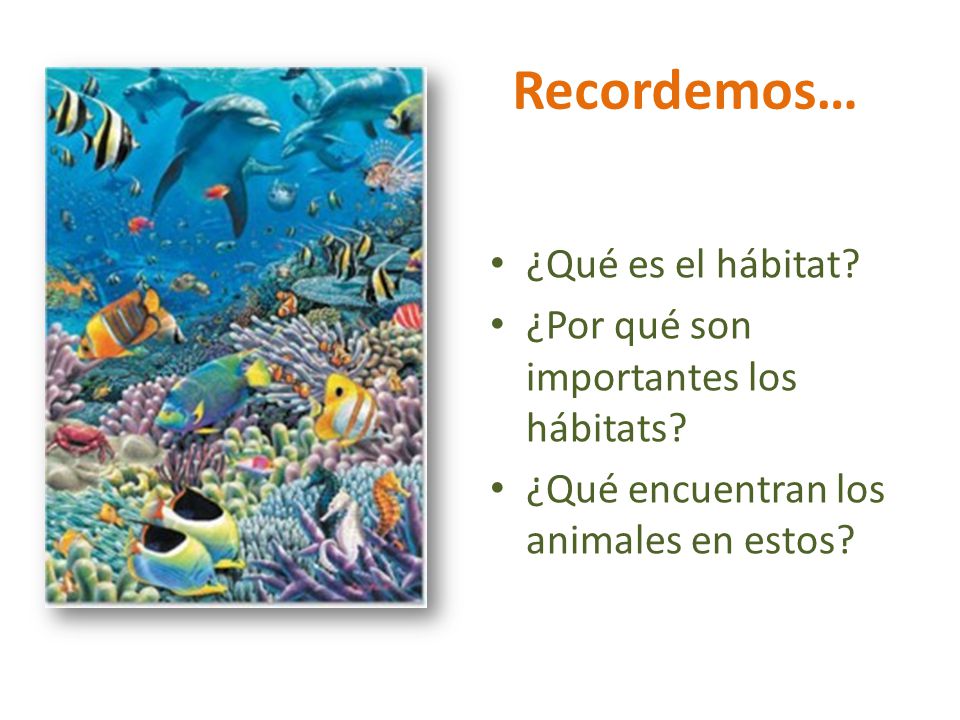 Recordemos… ¿Qué es el hábitat ¿Por qué son importantes los hábitats