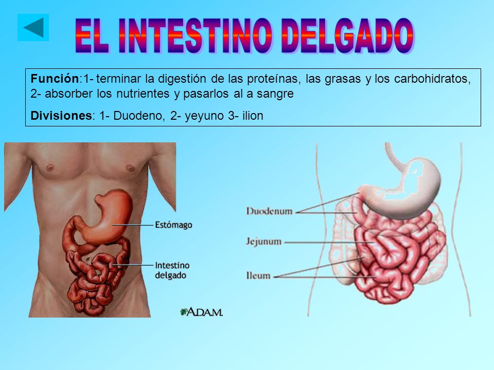 EL ESÓFAGO Tubo que comunica a la faringe con el estómago; conduce el bolo alimenticio, mediante movimientos peristálticos.