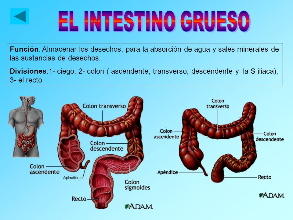 EL ESTÓMAGO Función: 1- almacenar los alimentos ingeridos, 2- producir el jugo gástrico, 3- formar el Quimo, 4- iniciar la digestión de las proteínas.