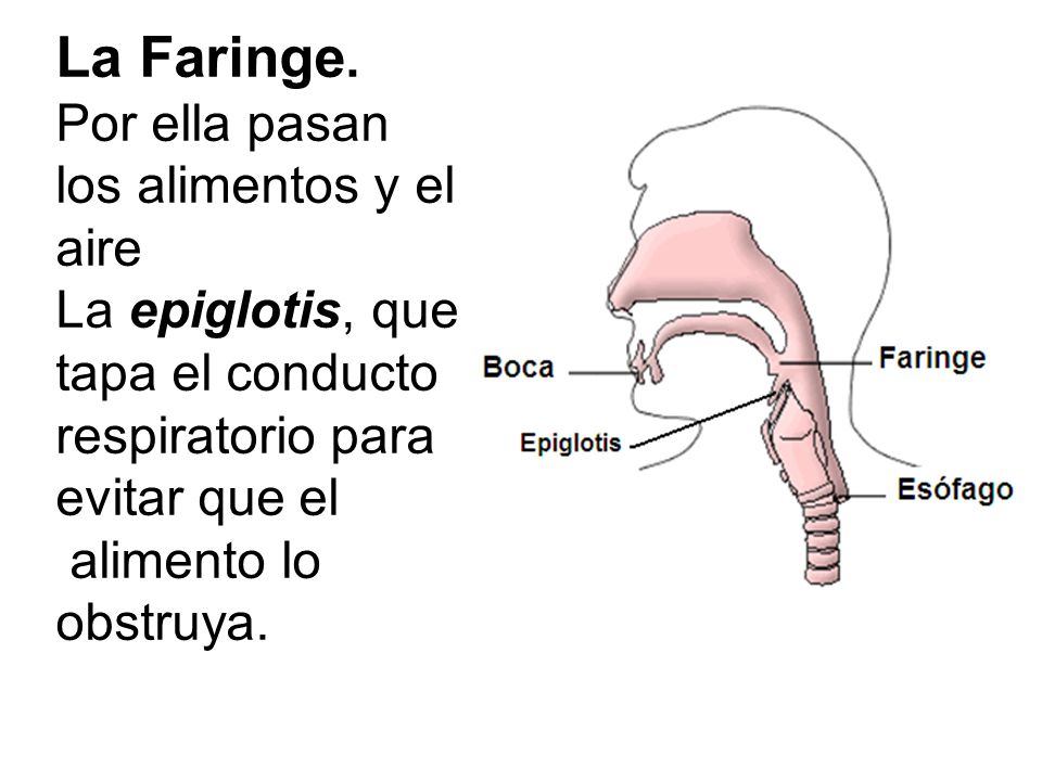 La Faringe. Por ella pasan los alimentos y el aire