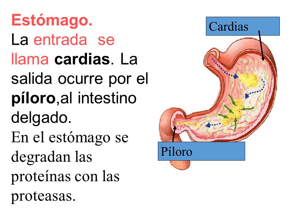 En el estómago se degradan las proteínas con las proteasas.