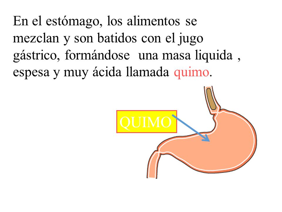 En el estómago, los alimentos se mezclan y son batidos con el jugo gástrico, formándose una masa liquida , espesa y muy ácida llamada quimo.