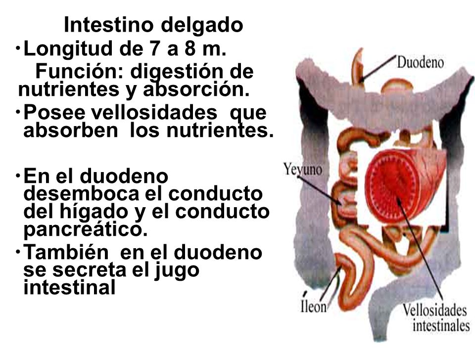 Intestino delgado Longitud de 7 a 8 m. Función: digestión de nutrientes y absorción. Posee vellosidades que absorben los nutrientes.