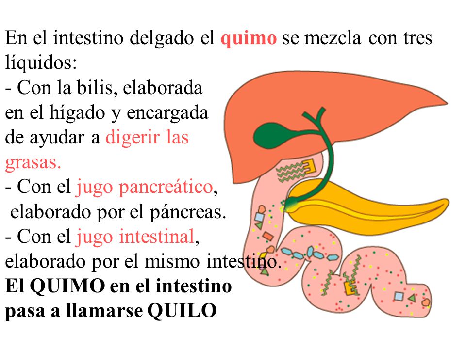 En el intestino delgado el quimo se mezcla con tres