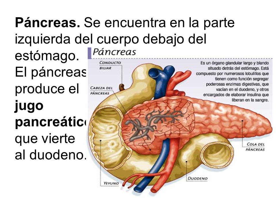 Páncreas. Se encuentra en la parte izquierda del cuerpo debajo del estómago.