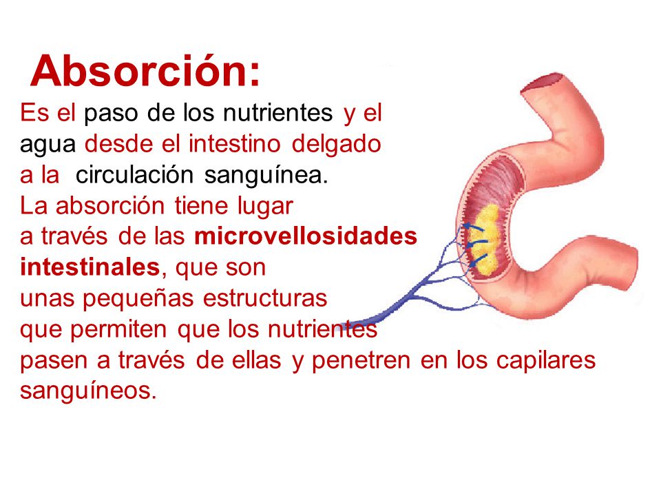 Absorción: Es el paso de los nutrientes y el