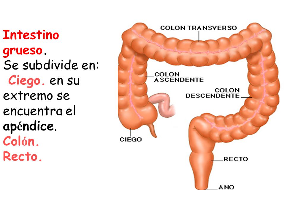 Intestino grueso. Se subdivide en: Ciego. en su extremo se encuentra el apéndice. Colón. Recto.
