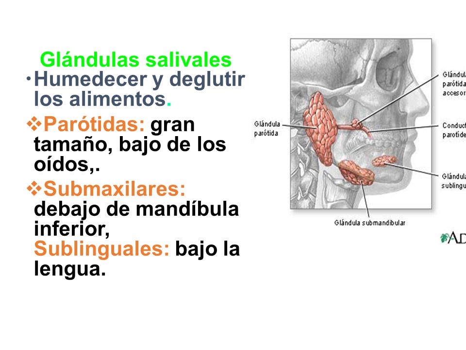 Glándulas salivales Humedecer y deglutir los alimentos. Parótidas: gran tamaño, bajo de los oídos,.