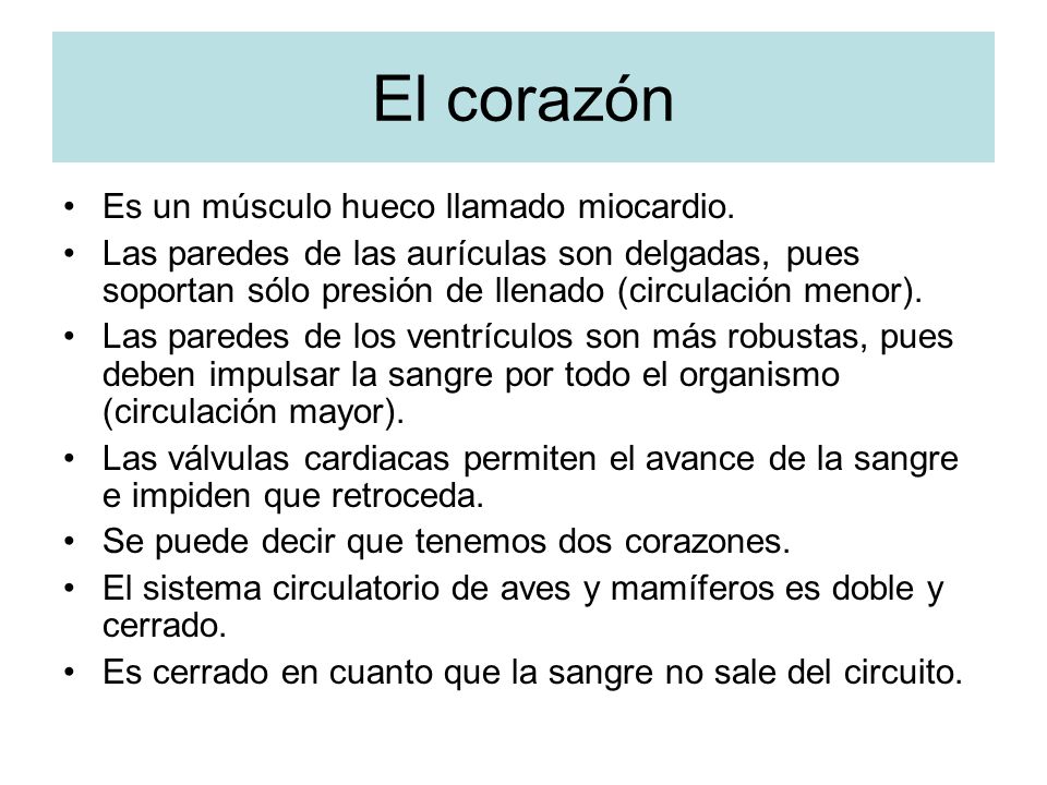 El corazón Es un músculo hueco llamado miocardio.