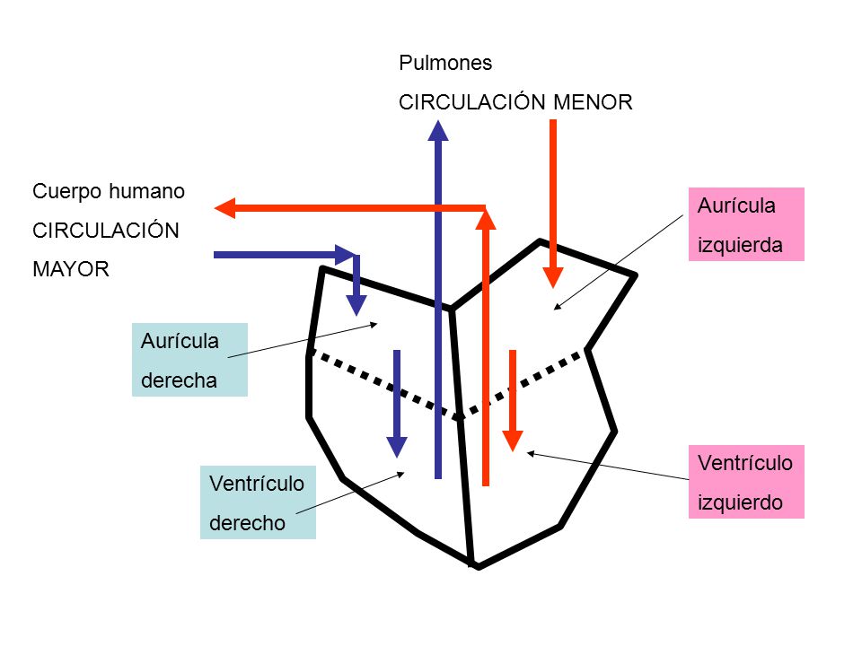 Pulmones CIRCULACIÓN MENOR. Cuerpo humano. CIRCULACIÓN. MAYOR. Aurícula. izquierda. Aurícula.