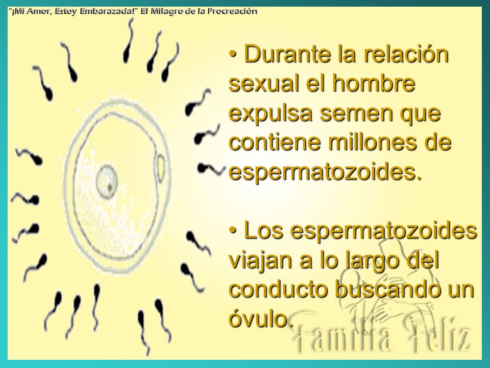 Los espermatozoides viajan a lo largo del conducto buscando un óvulo.
