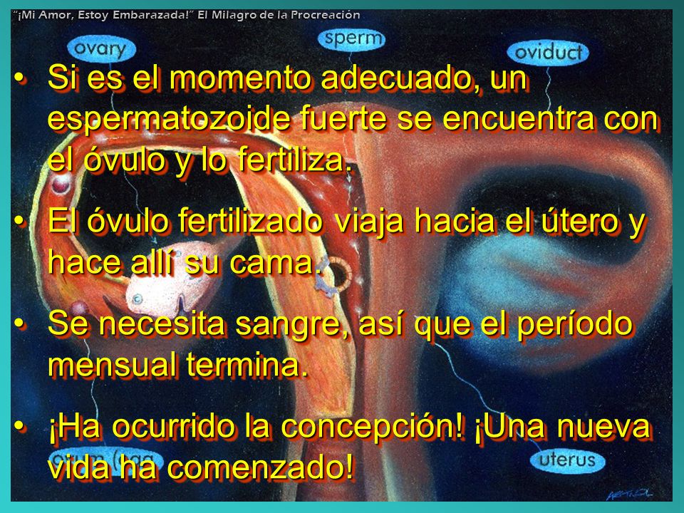El óvulo fertilizado viaja hacia el útero y hace allí su cama.