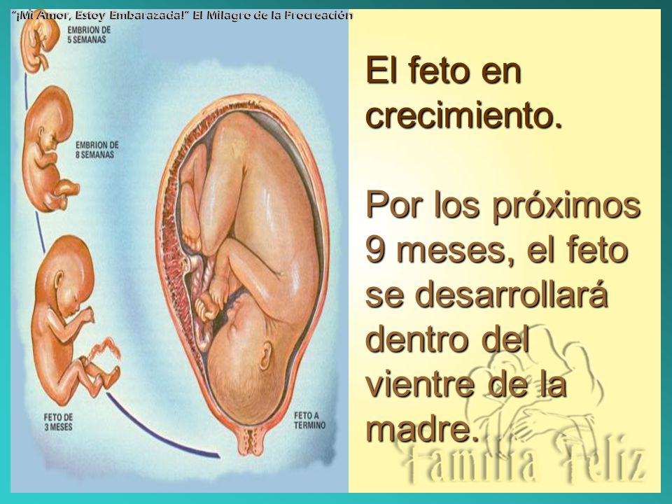 ¡Mi Amor, Estoy Embarazada! El Milagro de la Procreación