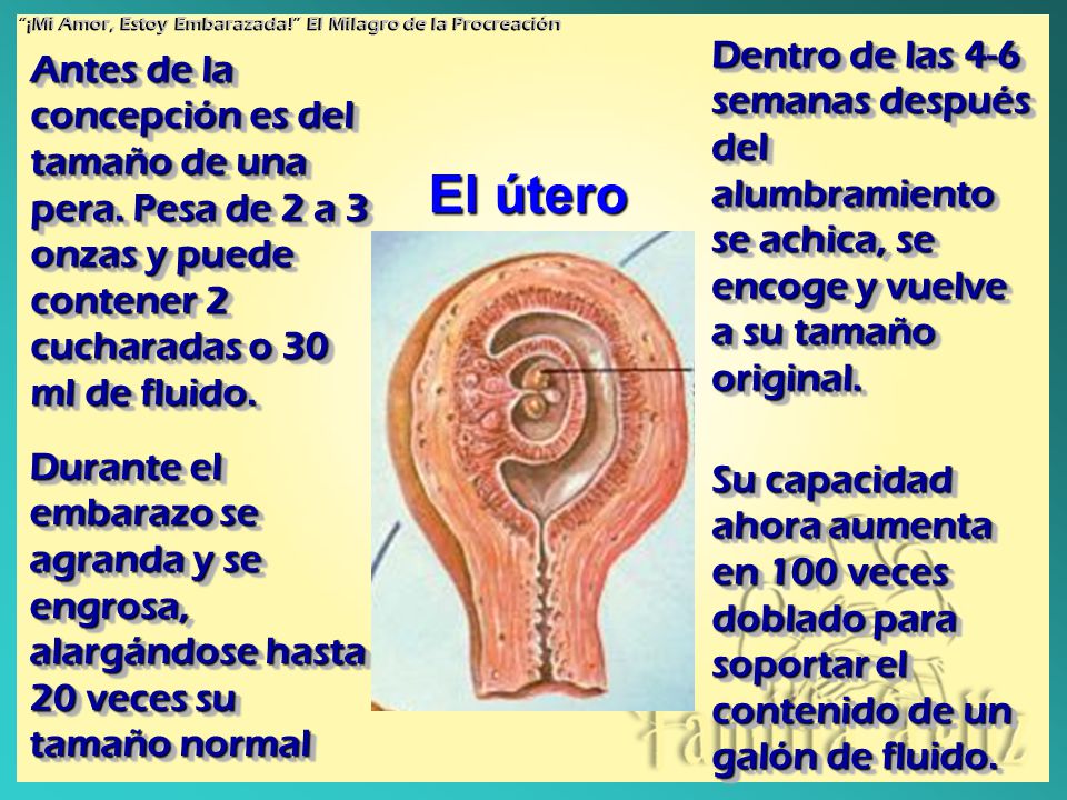 ¡Mi Amor, Estoy Embarazada! El Milagro de la Procreación