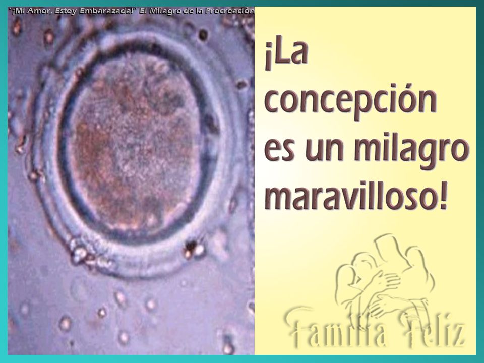 ¡Mi Amor, Estoy Embarazada! El Milagro de la Procreación