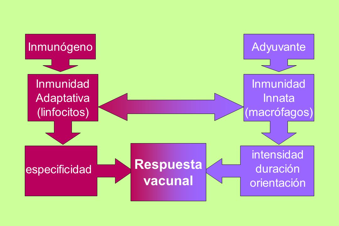Respuesta vacunal Inmunógeno Adyuvante Inmunidad Adaptativa
