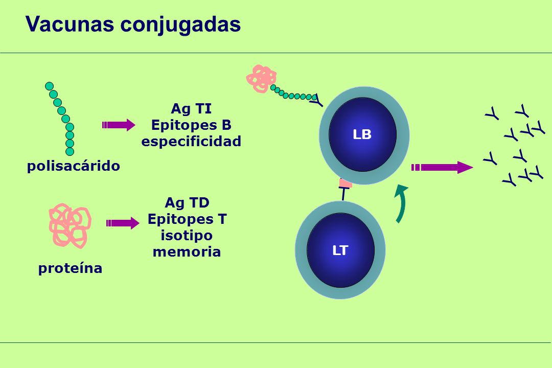 Vacunas conjugadas Y Y Y Y Y Y B Y Y II Y Y Y T Ag TI Epitopes B LB