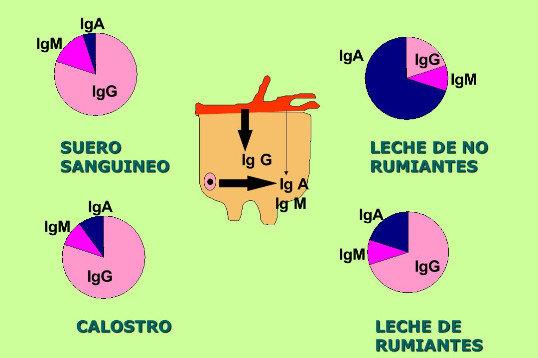 IgA IgM. IgA. IgG. IgM. IgG. SUERO SANGUINEO. LECHE DE NO. RUMIANTES. Ig G. Ig A. Ig M. IgA.