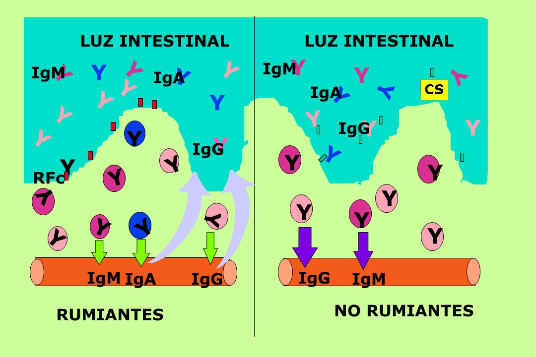 RUMIANTES NO RUMIANTES LUZ INTESTINAL Y RFc IgM IgA IgG CS