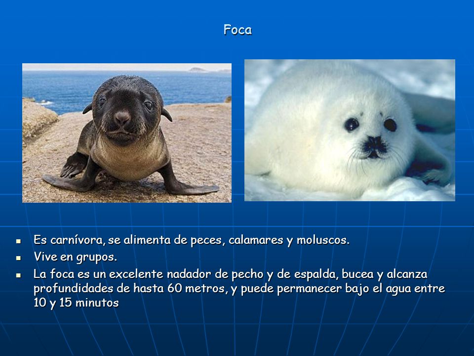 Foca Es carnívora, se alimenta de peces, calamares y moluscos.