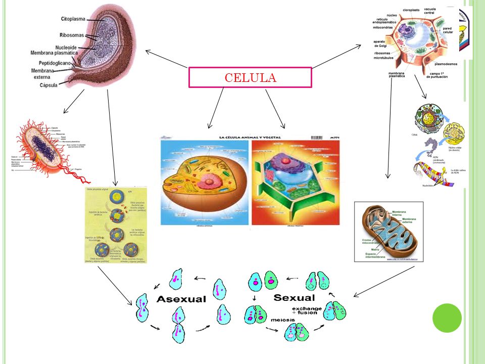 CELULA