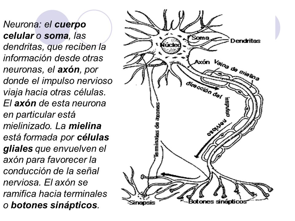 Neurona: el cuerpo celular o soma, las dendritas, que reciben la información desde otras neuronas, el axón, por donde el impulso nervioso viaja hacia otras células.