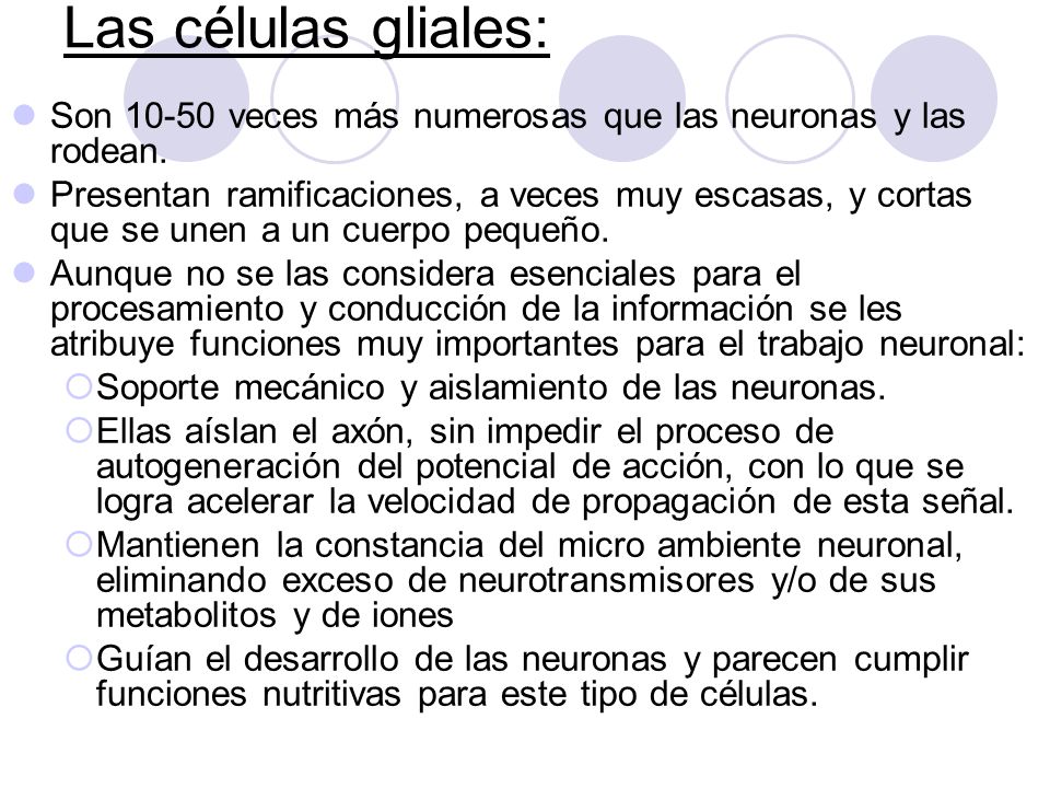 Las células gliales: Son veces más numerosas que las neuronas y las rodean.