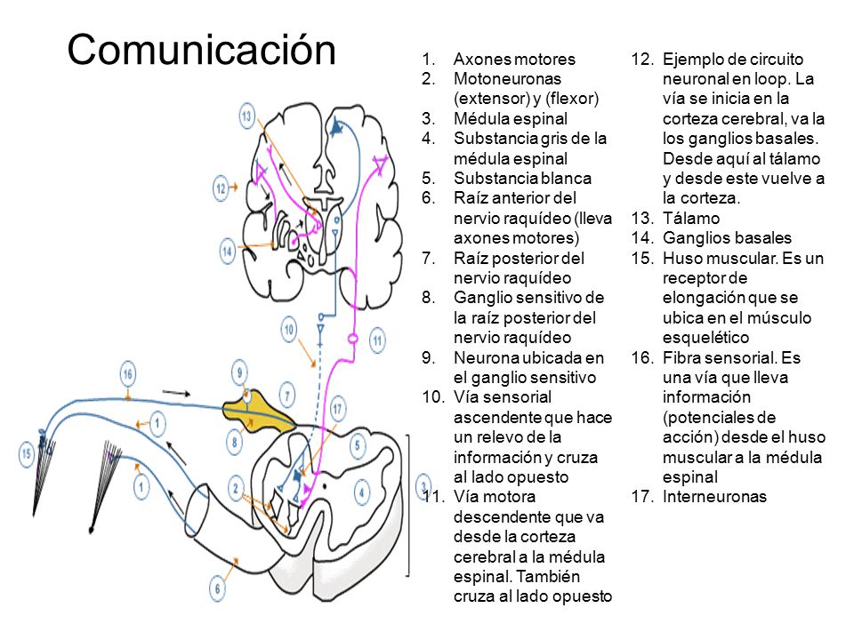 Comunicación Axones motores Motoneuronas (extensor) y (flexor)