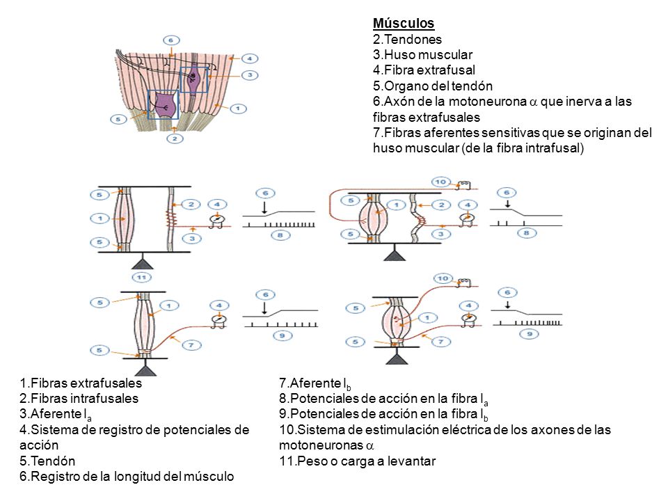 Axón de la motoneurona a que inerva a las fibras extrafusales