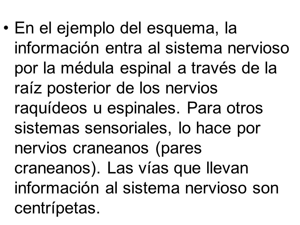 En el ejemplo del esquema, la información entra al sistema nervioso por la médula espinal a través de la raíz posterior de los nervios raquídeos u espinales.