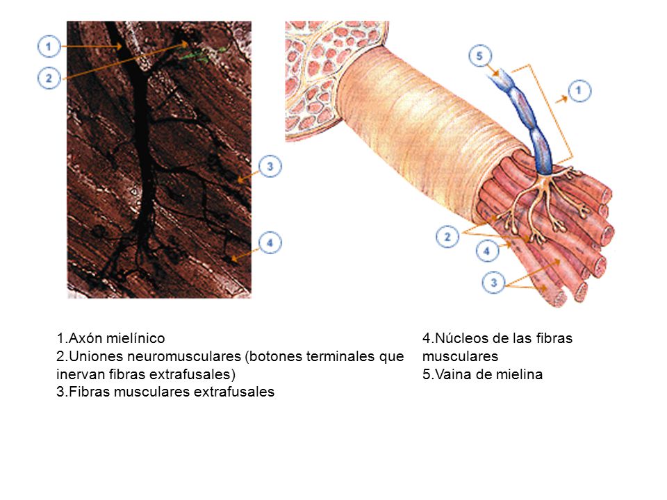 Axón mielínico Uniones neuromusculares (botones terminales que inervan fibras extrafusales) Fibras musculares extrafusales.