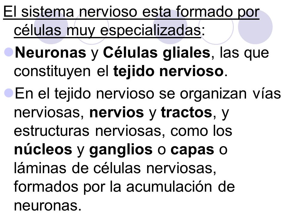 El sistema nervioso esta formado por células muy especializadas: